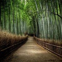 BambooForest-1 shaktipat video